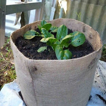 Jute Plant Pot Australia