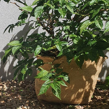 Eco Friendly Jute Plant Pots