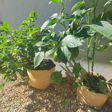 Babson Best Bags Plant Pot