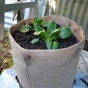 Jute Plant Pot Australia